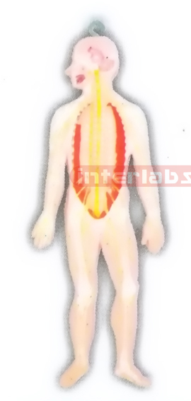 HITCH-HANGING HUMAN SKELETAL NERVE SYSTEM MODEL